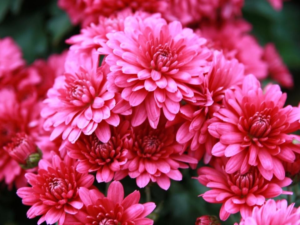 Как сохранить хризантемы до весны: полезные советы для заботливых садоводов