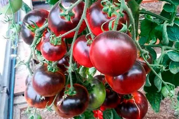Томат Чёрная богиня: как вырастить экзотический деликатес в своем саду