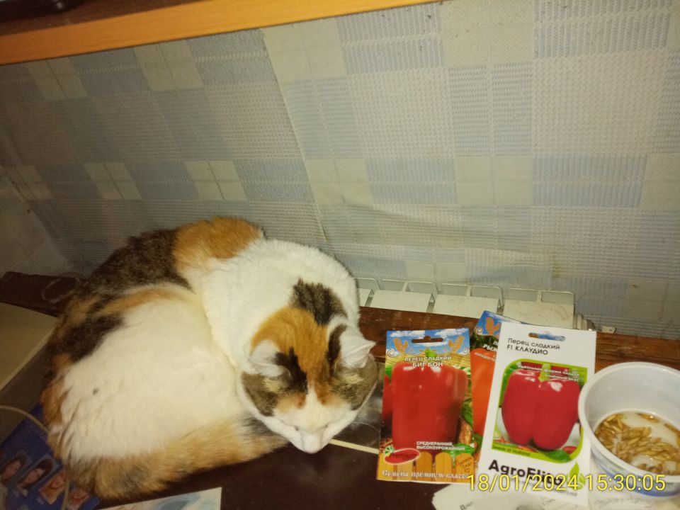 Как разбудить семена для весеннего посева: простые методы и секреты