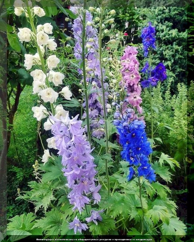 Дельфиниумы: Советы по успешному выведению из семян