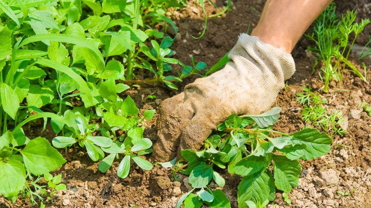 Как укрыть огород от сорняков: хитрости мульчирования скошенной травой