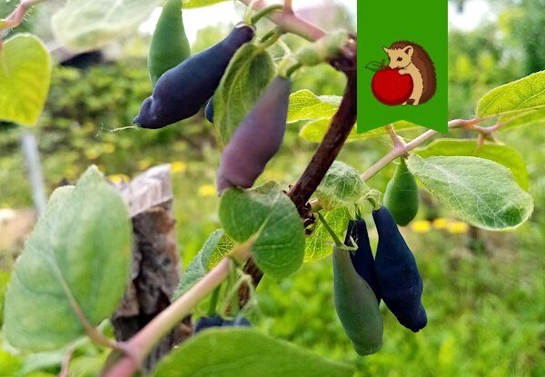 Как правильно подкормить жимолость в августе для богатого урожая