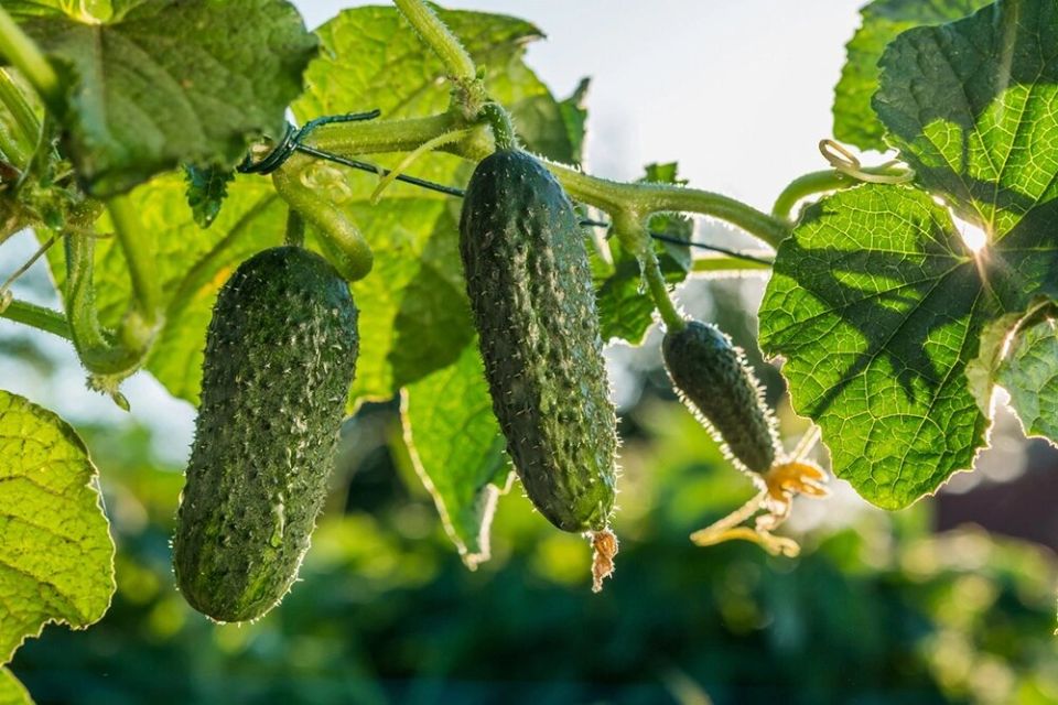 Как продлить сезон огурцов: советы для дачников