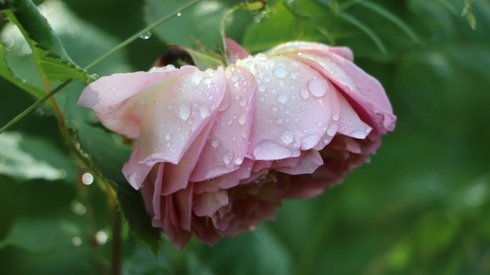 ������� ��������� �������: ��� �������� ���������������� ������ ���������