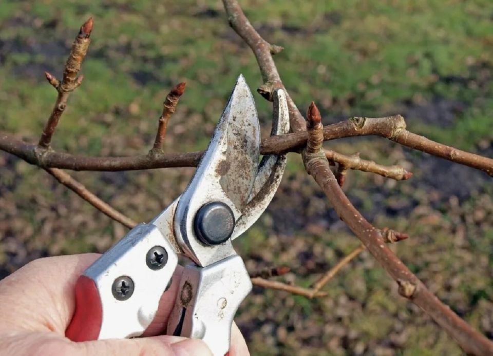 Осенняя обрезка груши: ключевые аспекты