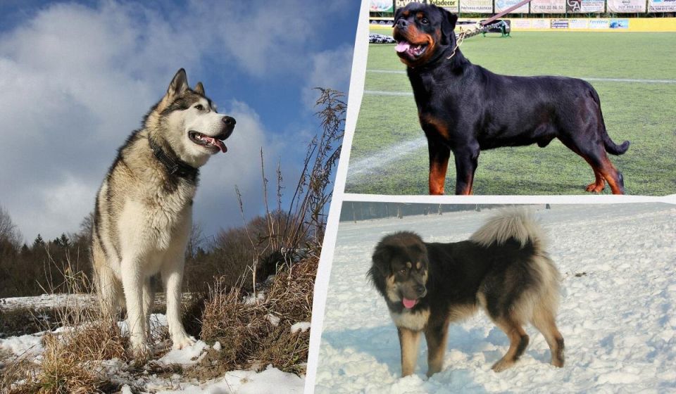 ���-10 ����� ������ �����, ������� ������� ��� � ���� �����