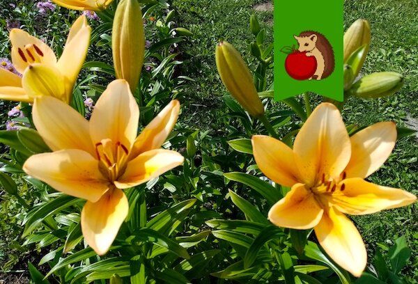 ��� ����������� ����� � �������� ��������: ������ ��� ��������� �����