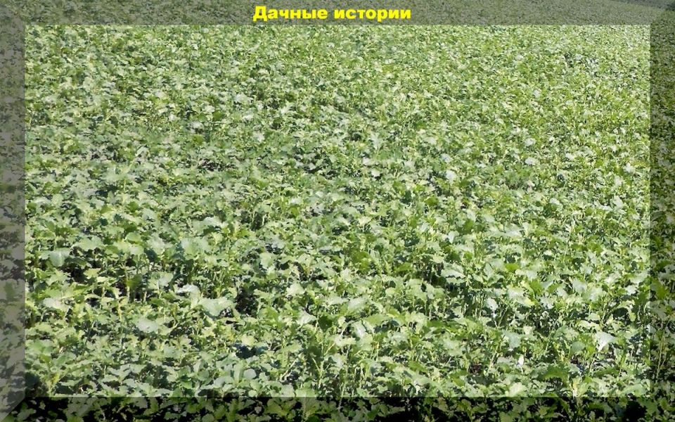 ��������: ��� ����� ������������ �������� ����� �����