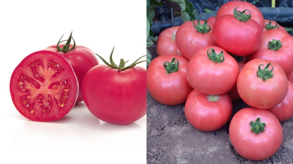 ������� ��������: ���� ������ ������ ��� ������ ������