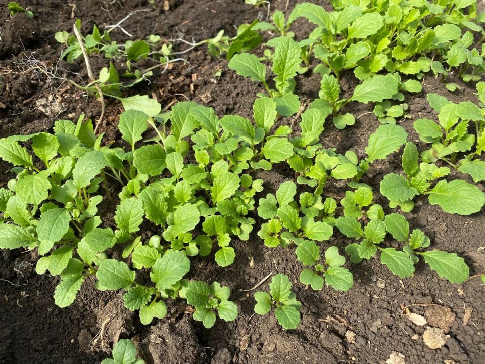 ������ �������� ����� ������������ ����������� � �������� 2025 ����