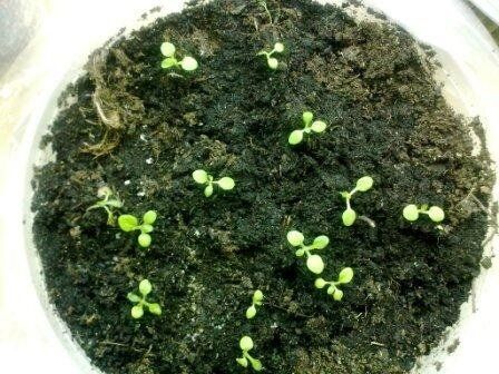 Необычный способ защиты рассады: зубная паста против плесени