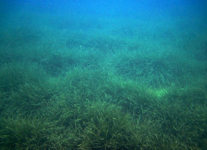 Секреты посидонии: древний герой подводного мира на грани исчезновения