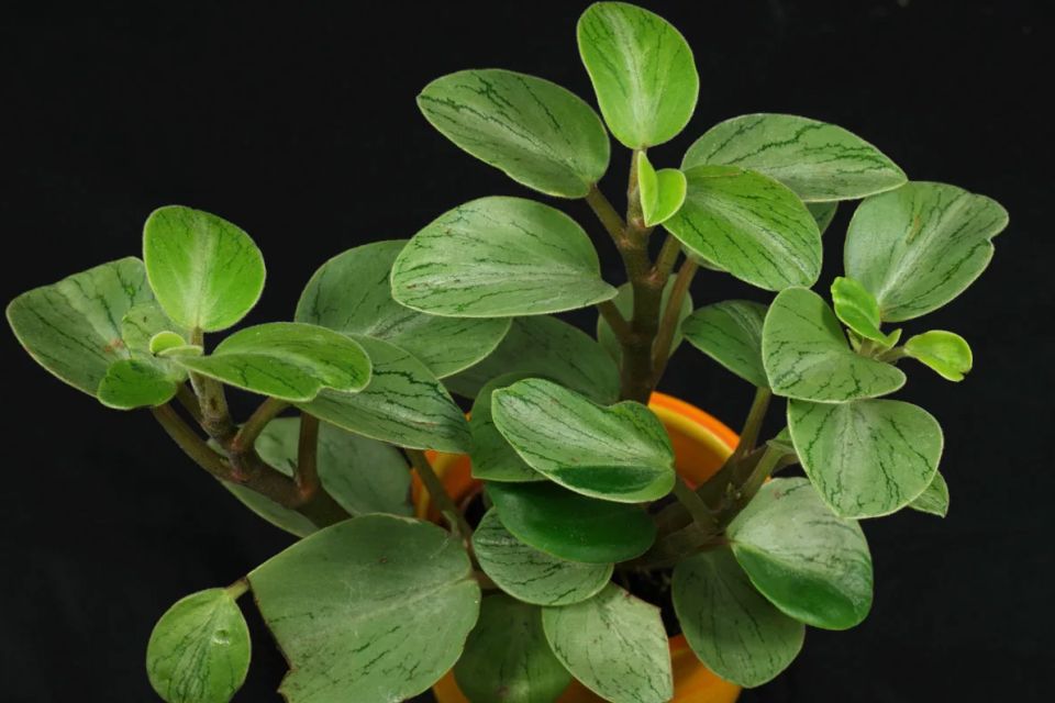 ���������� ���������: ��� ������� ������ ���� ��� ������ ����