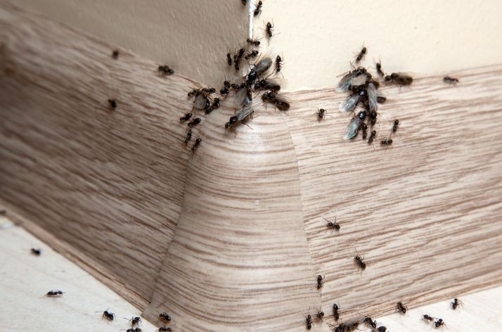 Как прогнать муравьев: эффективные методы борьбы с назойливыми вредителями