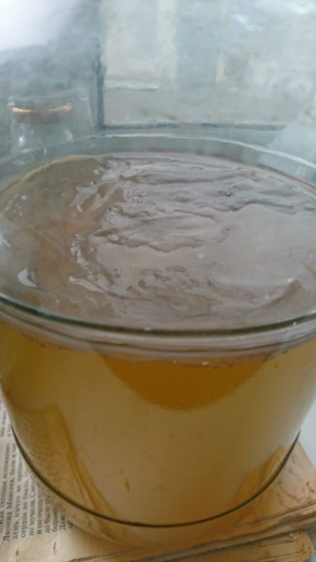 Чайный гриб: Питательный эликсир из прошлого