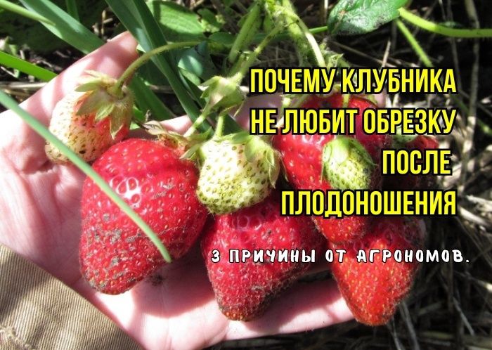 ����� ������� ��������: ��� ����� �����, ����� �������� ������ ������