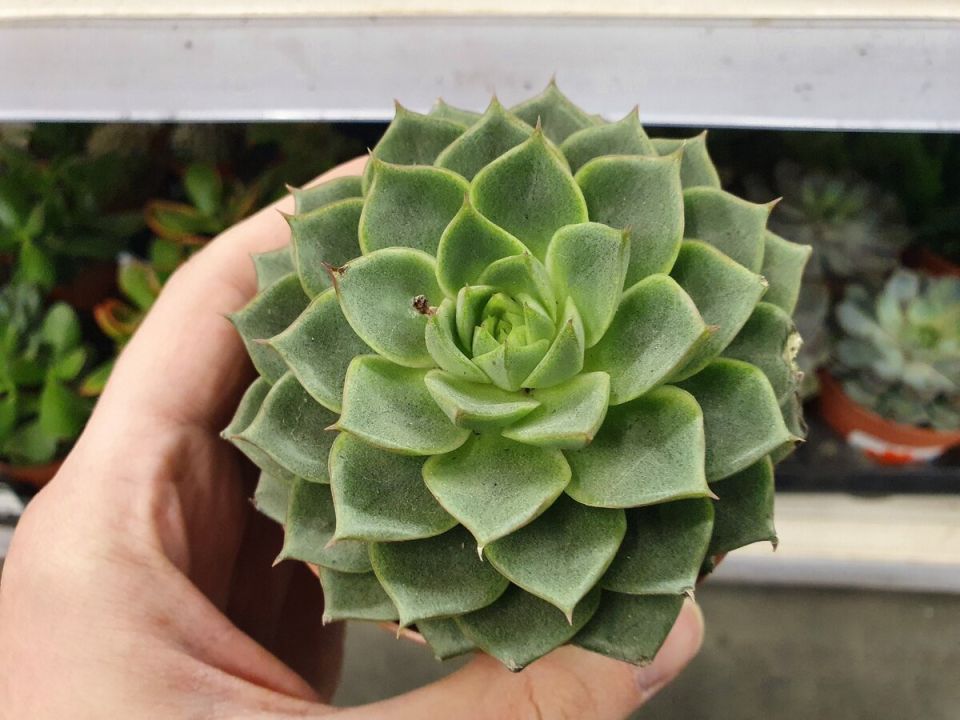 � �������� ������������ �����������: ��� ����� ������ �������� ��������� ��������