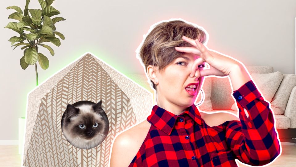 ������ ������� ����: ���������� ��� �������, � ������� ����� �� ����� ��� ������������