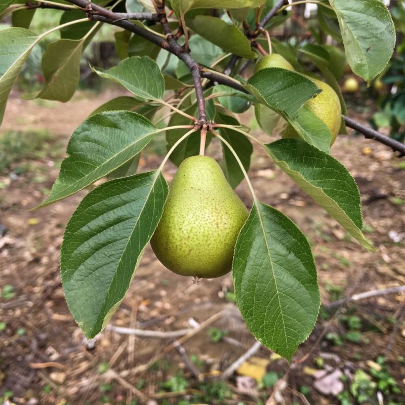 ������� �����: ���������� ������� ������� �����