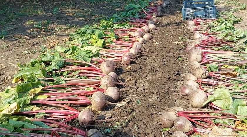 ��� ��������� ������� ������ ������ � ��������� ��������: ������ �������� �������