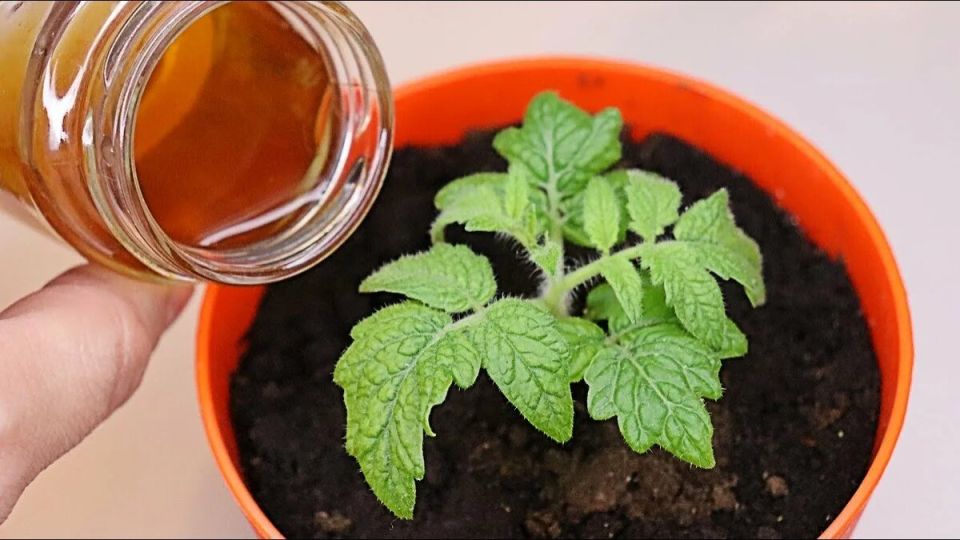 ��� ��� �������: ������� ��������� �����������