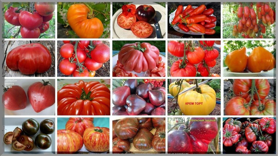 ����� ��������� �������: ������� �������� �������