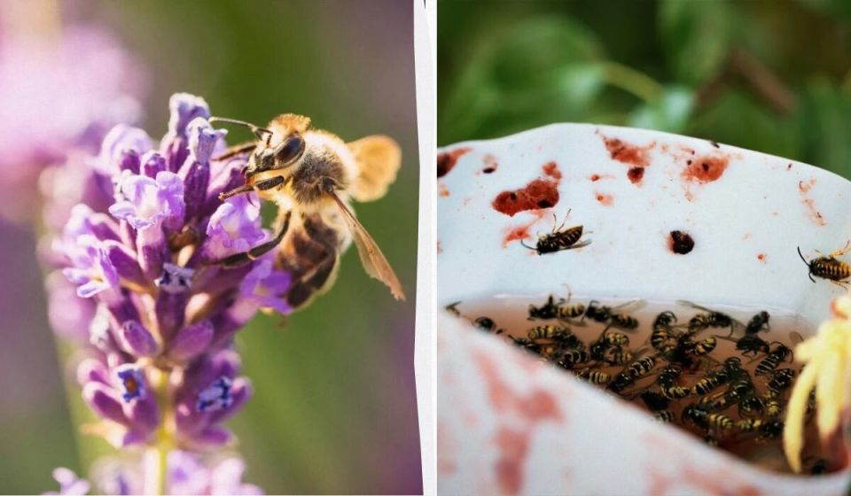 ��������� ���� ������: ��� ���������� ���������� �� �� � ������� �� ����