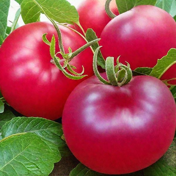 ����� ���� ������: ����� �������� ����� � ������� �����������