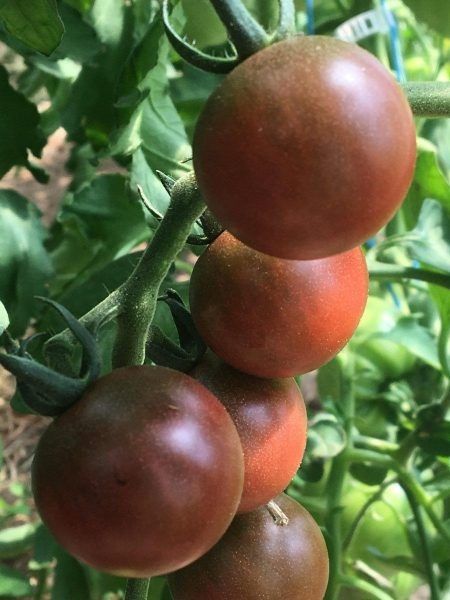 ����� ���������� ����� ���������: �� �������� � ������ �����