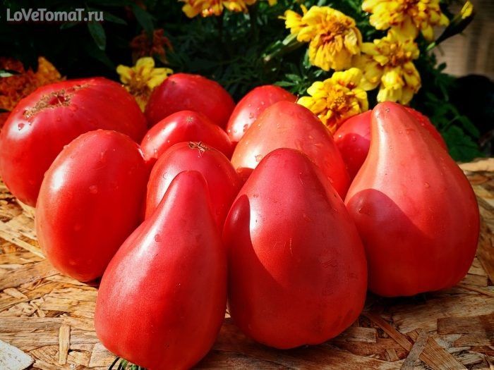 ����� ����� �� ���������: ������� ������ ���������� �������