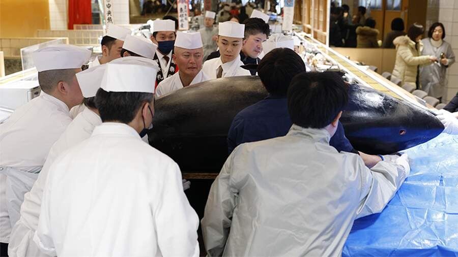 Токийский аукцион удивил рекордной продажей тунца за 255 миллионов рублей