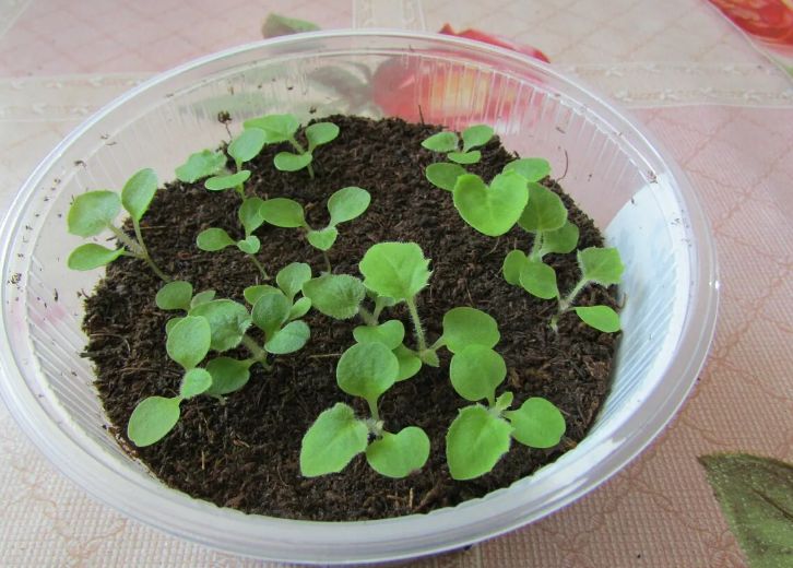 Как помочь январской рассаде: советы для успешного роста