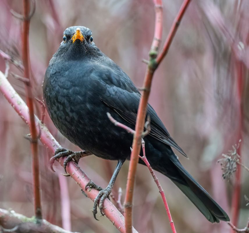 ׸���� ����� ��� ���� � ������ ����������� ������������ �����