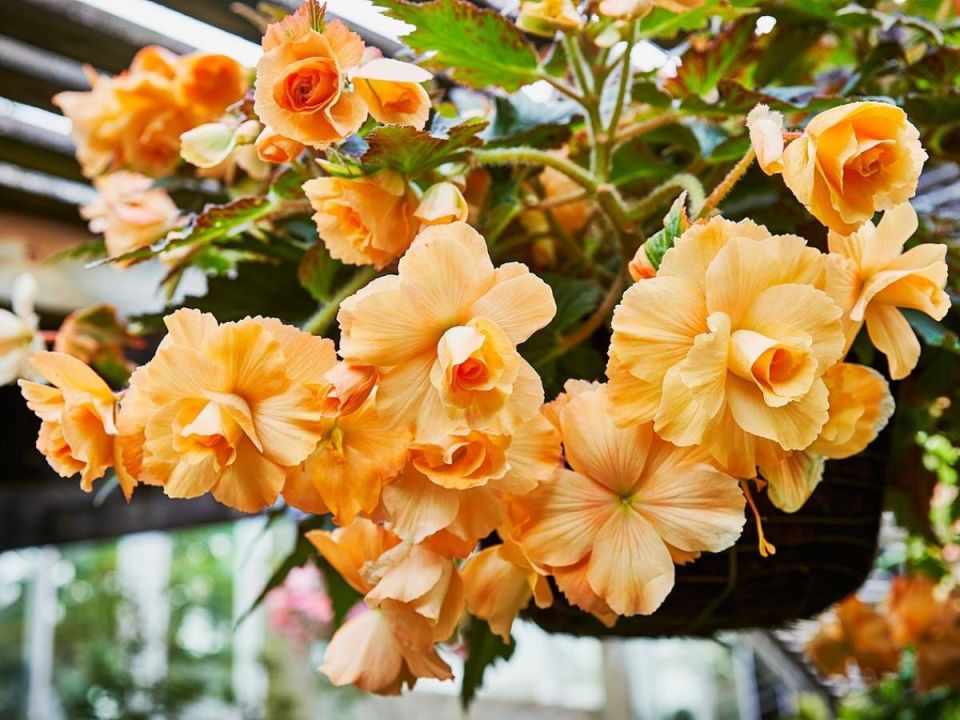 ������� � ������ ������ ��� ������: ��������� ������� ��� ���������� �����