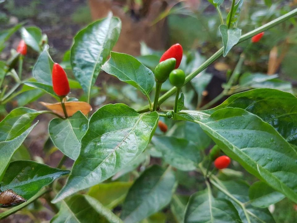 ���� ������� ������ ������ ������: ��� �������� ���� �������� ������