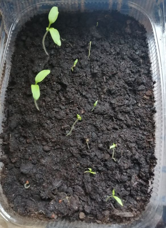 Первые всходы томатов и перцев на начало марта: наблюдения огородника
