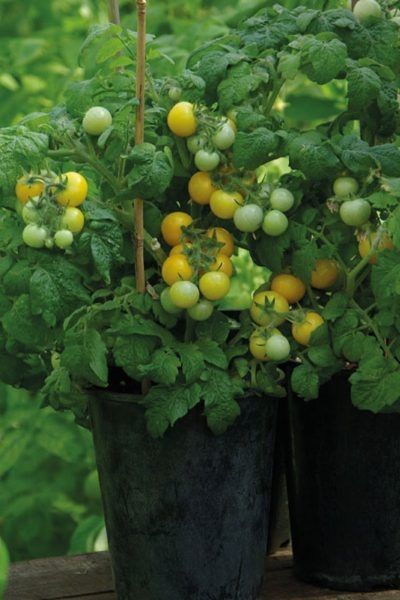 Желтая шапочка: компактный томат с яркими плодами для подоконника и балкона