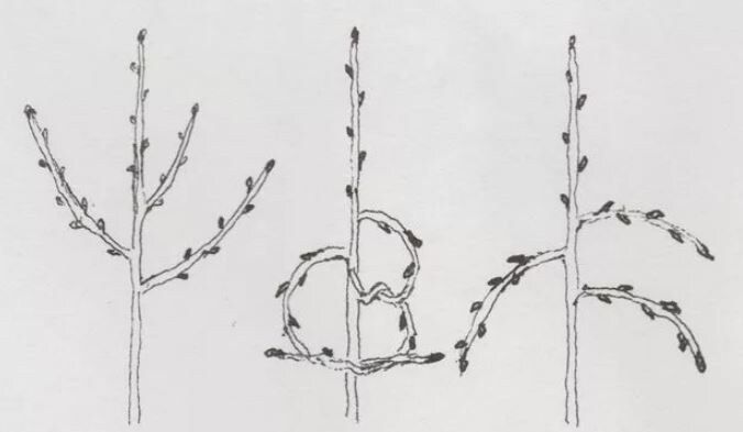 Закручивание побегов в кольцо: прием, который ускоряет плодоношение и экономит место