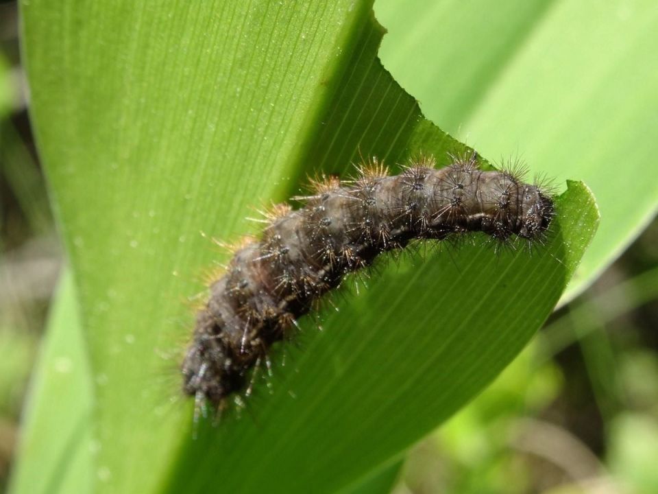 ������ ��� ������� ��� �����: ��� ���������� � ����� ����������� ����