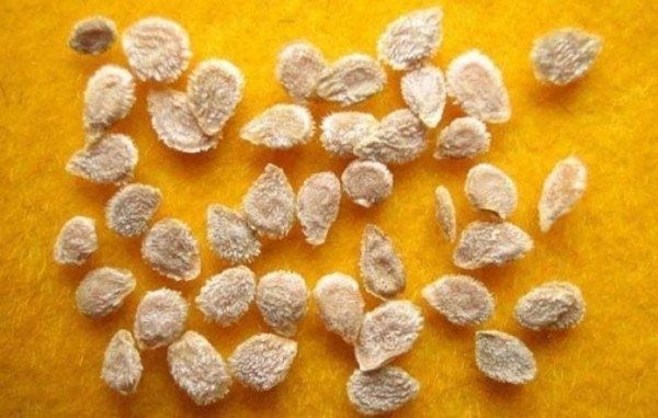 Как проверить всхожесть семян томатов и сохранить их качество