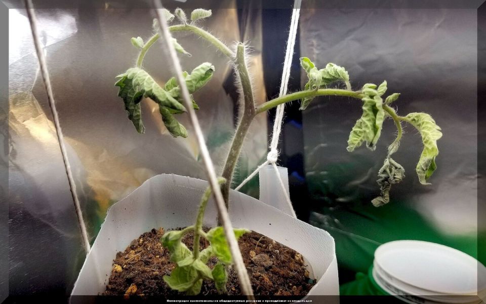 Ошибки при выращивании рассады томатов: как избежать провалов