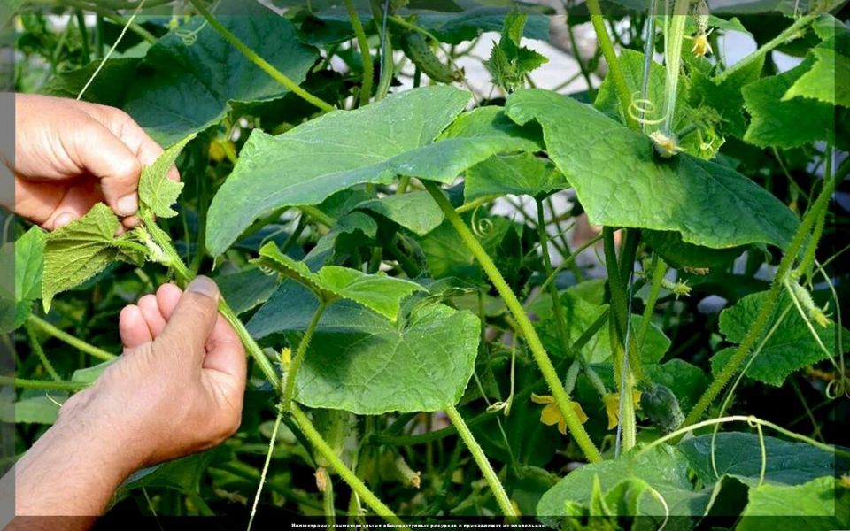 Как правильно формировать огурцы: секреты ухода за пчелоопыляемыми и партенокарпическими сортами