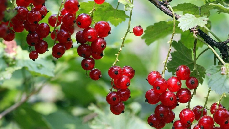 Как сода помогает смородине давать щедрый урожай