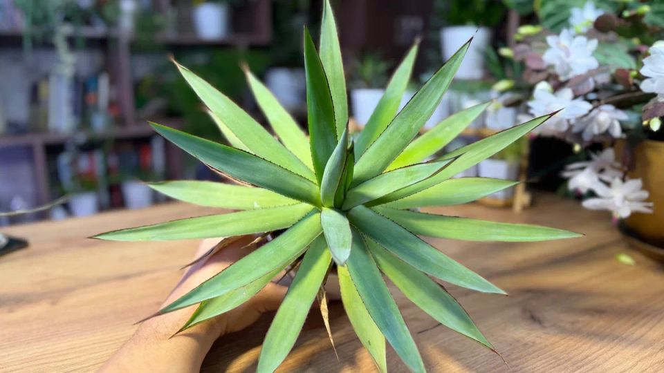 Необычные методы ухода за агавой: как не следовать правилам и достигать результата