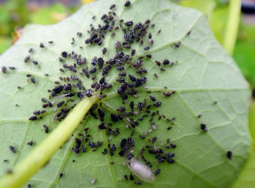 ��� ������ �������� ���: ����������� ������ �� ��������� ������