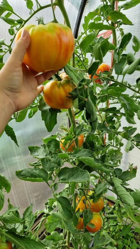 Как облегчить томатам путь к спелости