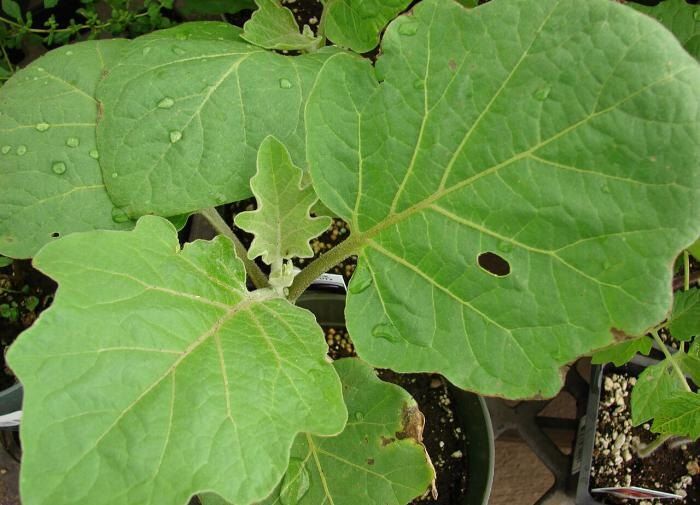 ��� �������� ��������� �� ����������: ������ ��� ��������� ������