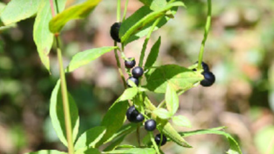 Виртуальные ягоды: как лиана обманывает птиц для выживания