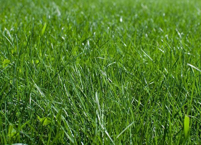 Как справиться с ненужной травой между плитками: простые и эффективные способы