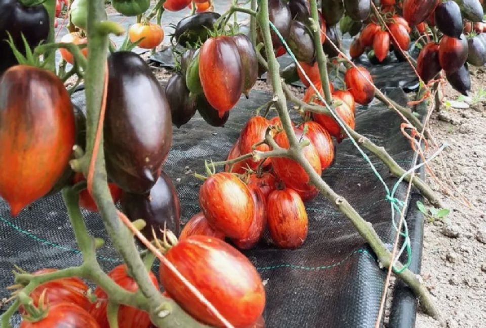 �������� �����: ��� ��������� � ���������